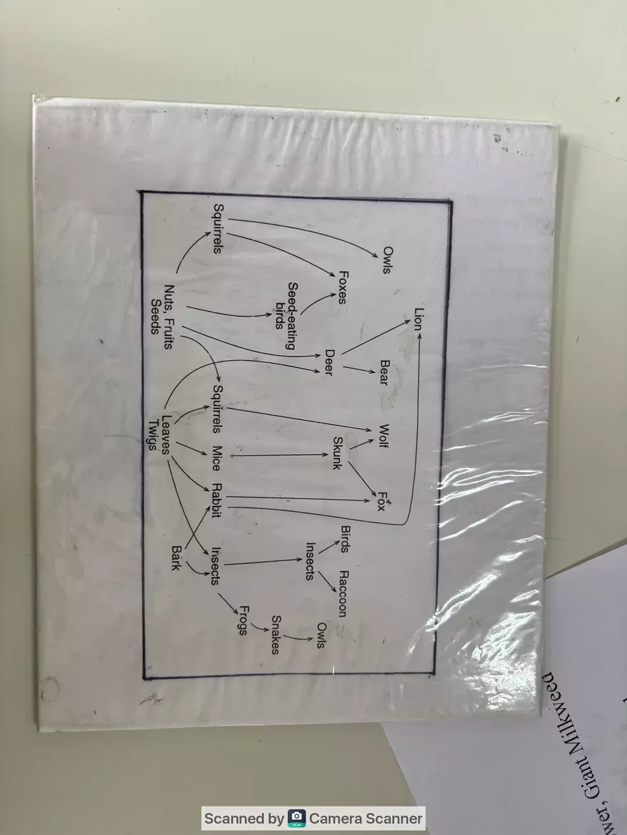 Ecological Pyramid - Page 5