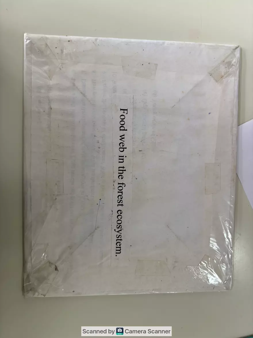 Ecological Pyramid - Page 6