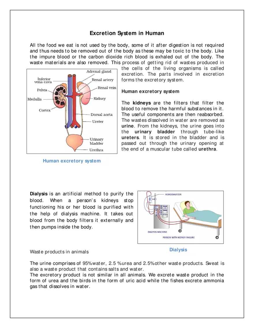 Excretion System in Human - Page 1
