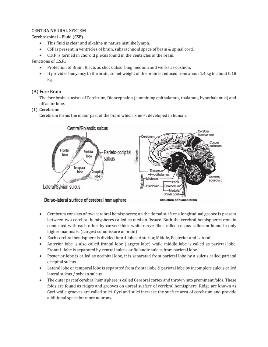 Central Neural System - Page 1