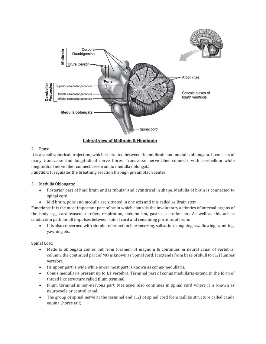 Central Neural System - Page 5