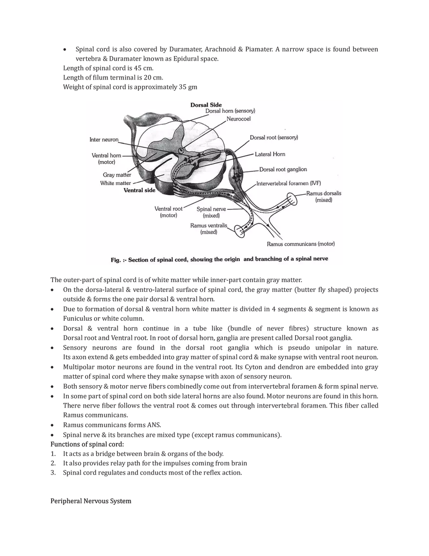 Central Neural System - Page 6