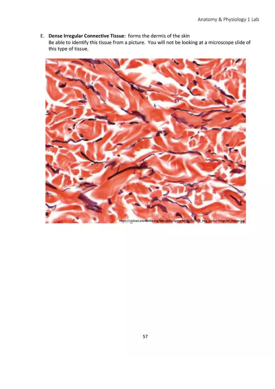 Lab 4 Histology - Page 7