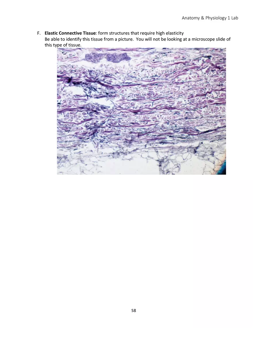 Lab 4 Histology - Page 8