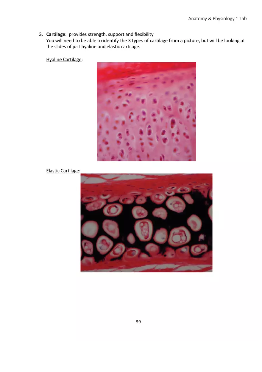 Lab 4 Histology - Page 9