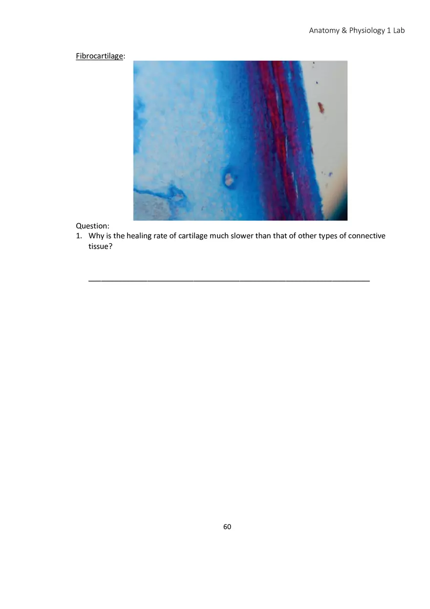 Lab 4 Histology - Page 10