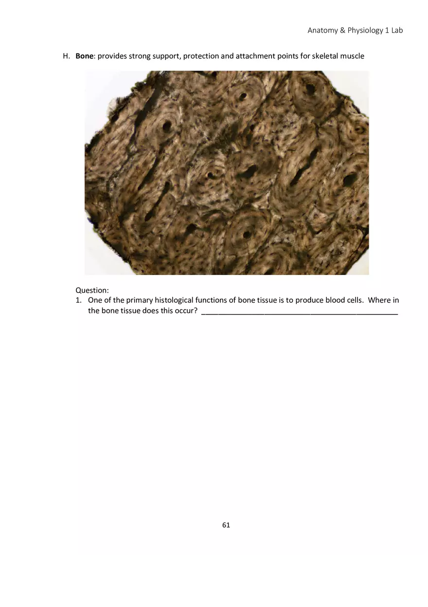 Lab 4 Histology - Page 11