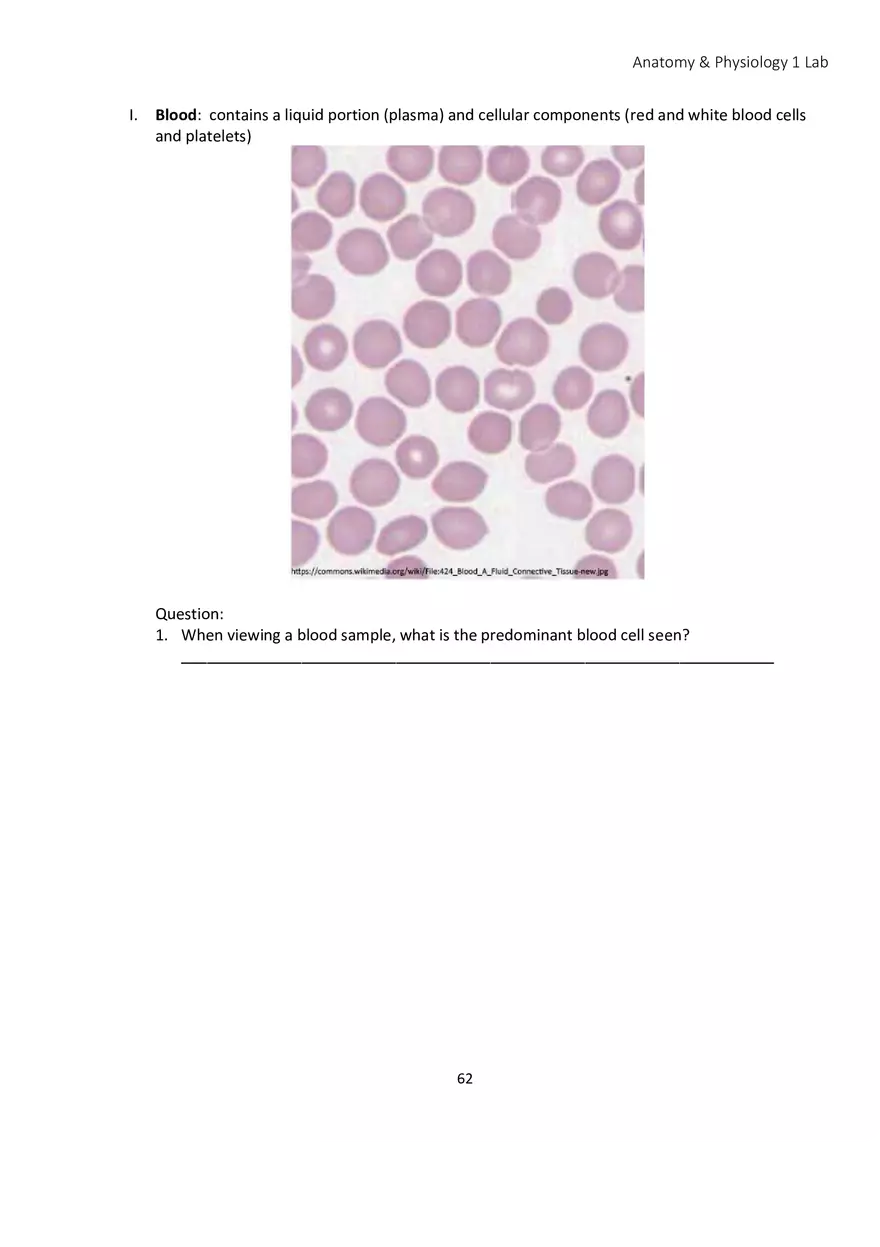 Lab 4 Histology - Page 12