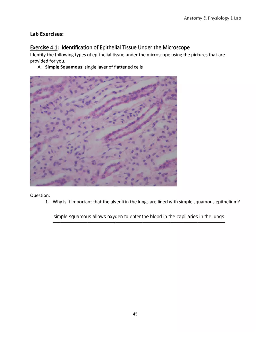 Lab 4 Histology - Page 13