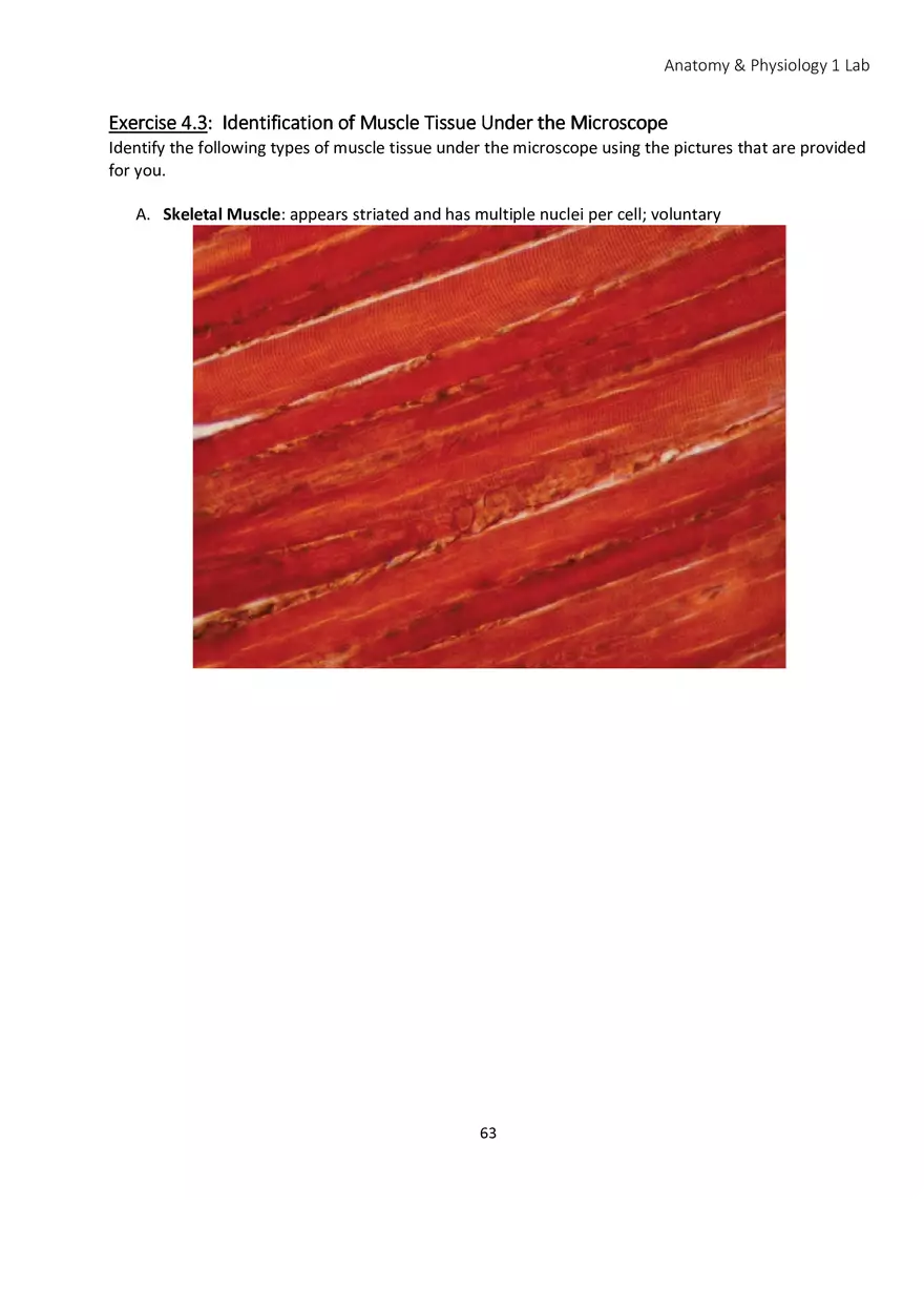 Lab 4 Histology - Page 14