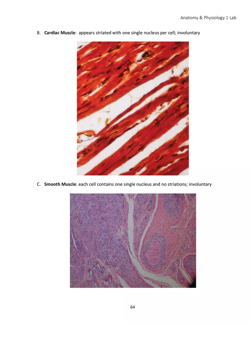 Lab 4 Histology - Page 15