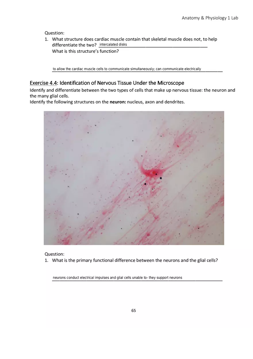 Lab 4 Histology - Page 16