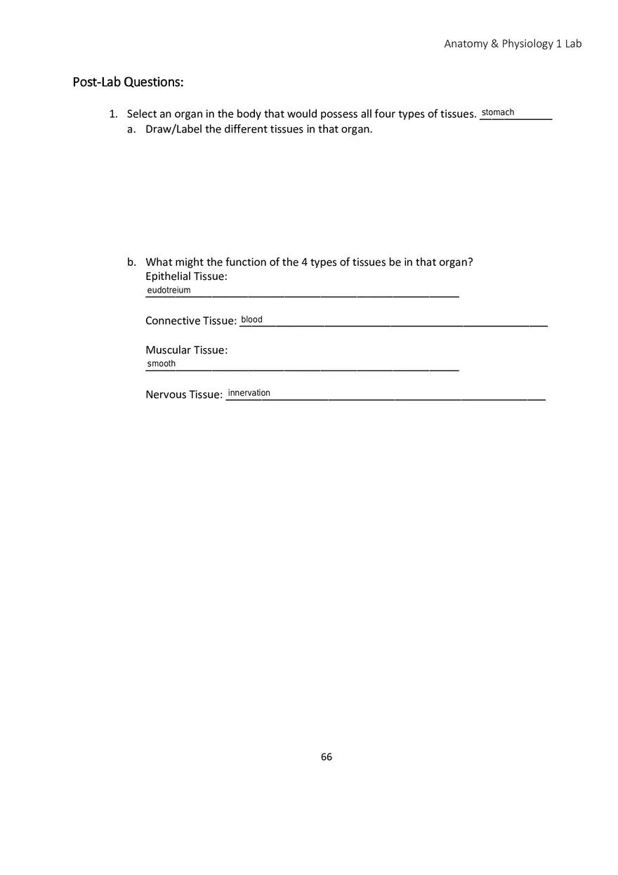 Lab 4 Histology - Page 17
