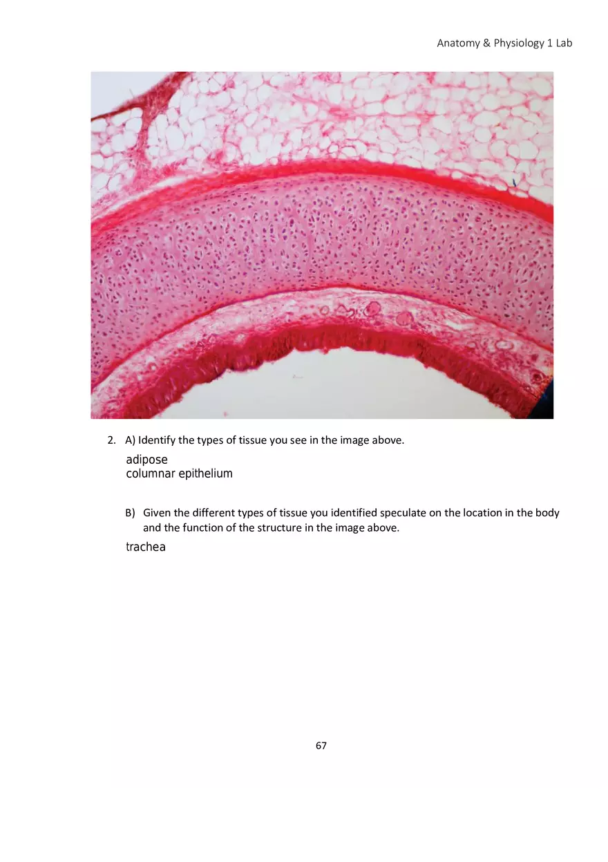 Lab 4 Histology - Page 18