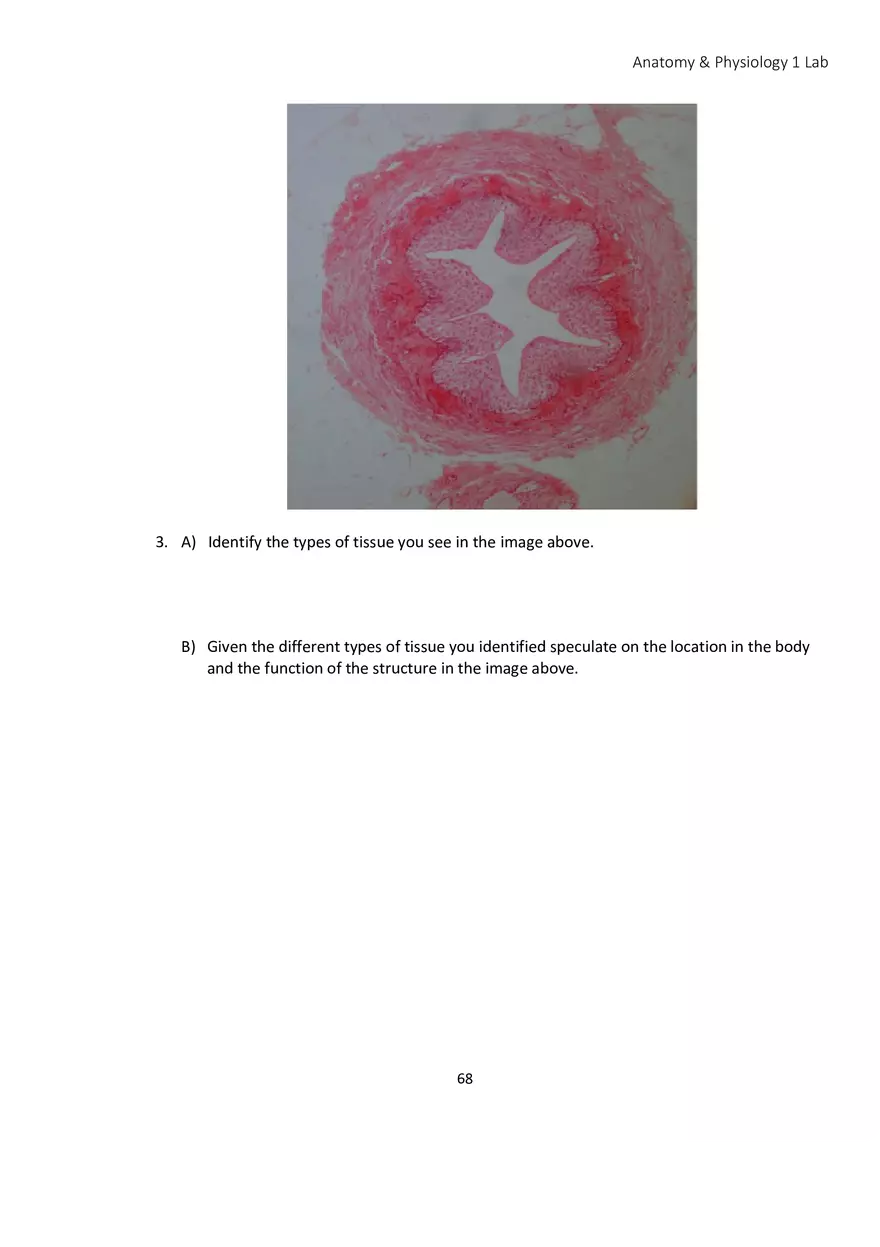 Lab 4 Histology - Page 19