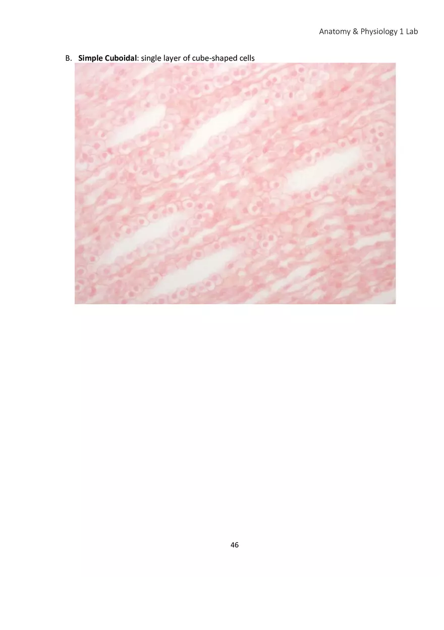 Lab 4 Histology - Page 20