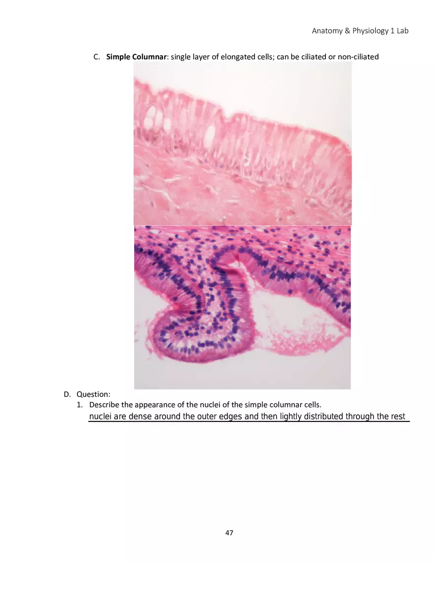 Lab 4 Histology - Page 21