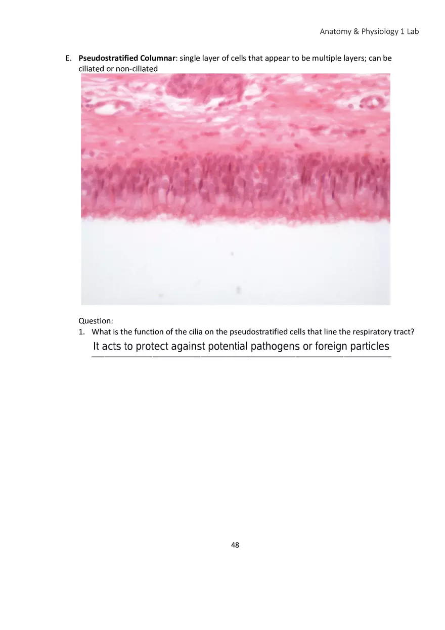 Lab 4 Histology - Page 22