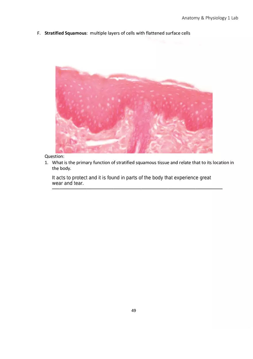 Lab 4 Histology - Page 23