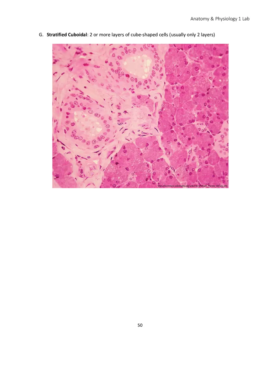 Lab 4 Histology - Page 24