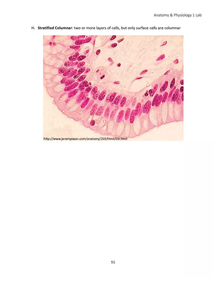 Lab 4 Histology - Page 25