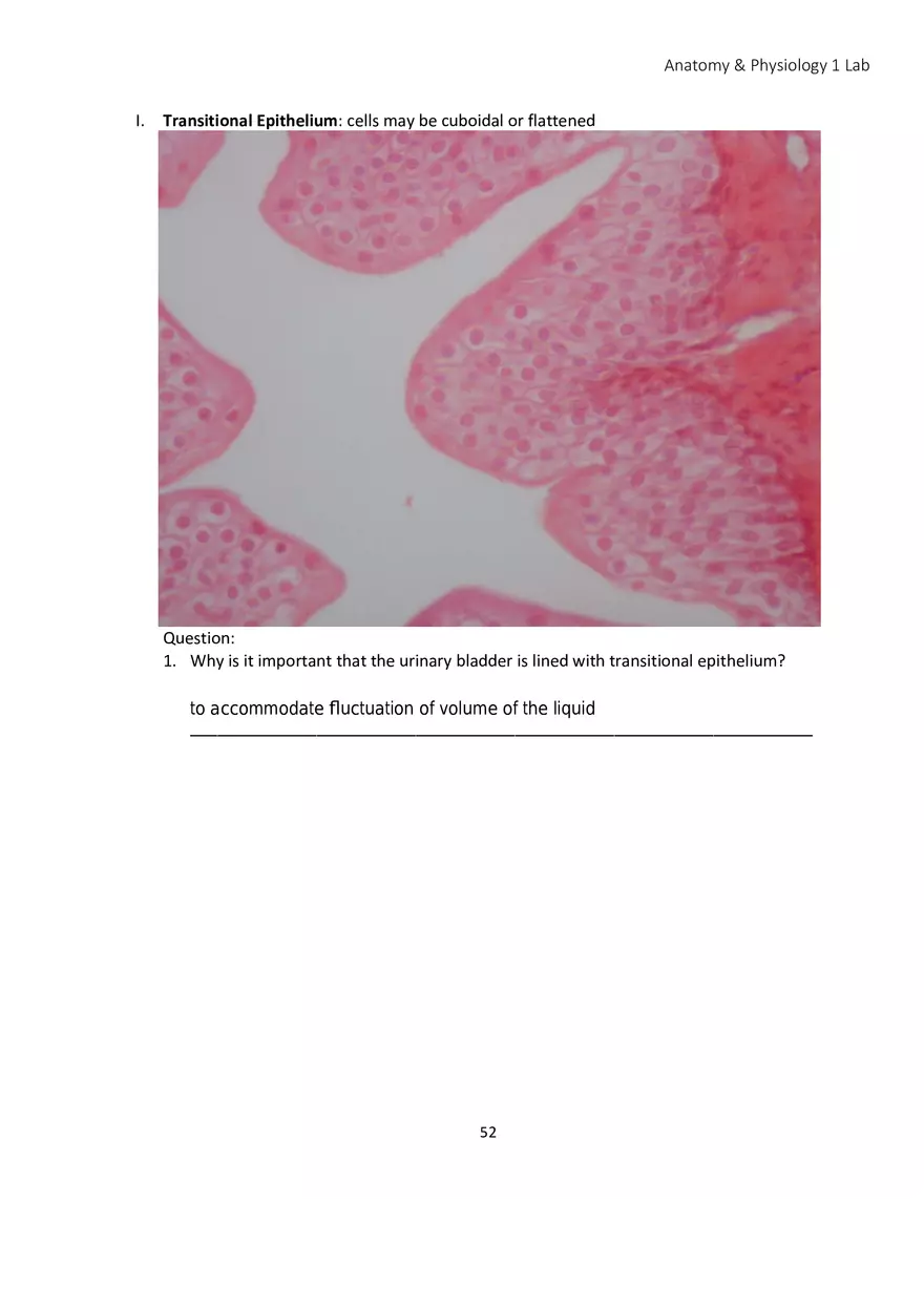 Lab 4 Histology - Page 26