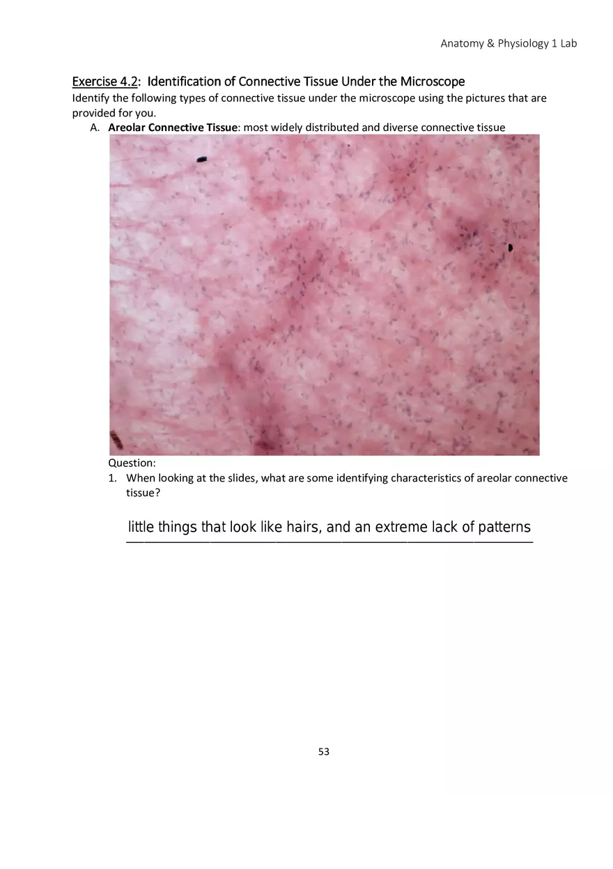 Lab 4 Histology - Page 3