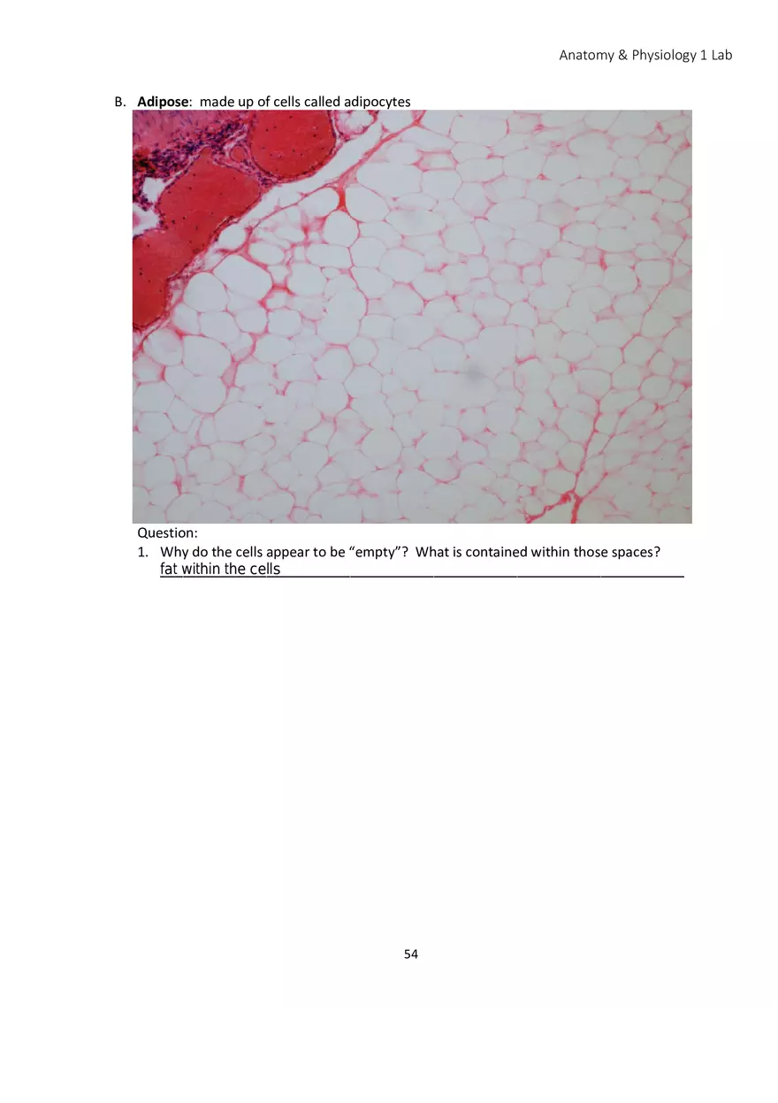 Lab 4 Histology - Page 4