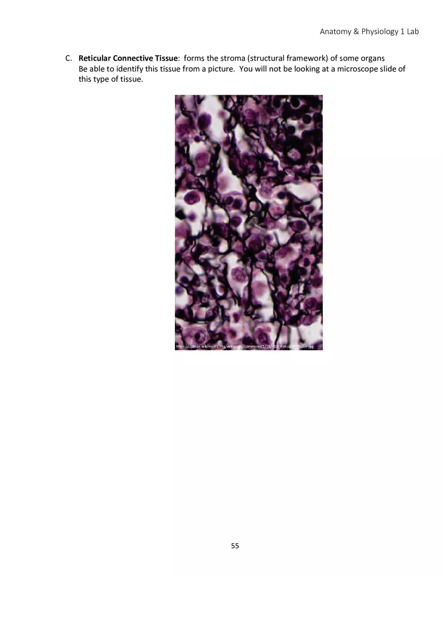 Lab 4 Histology - Page 5