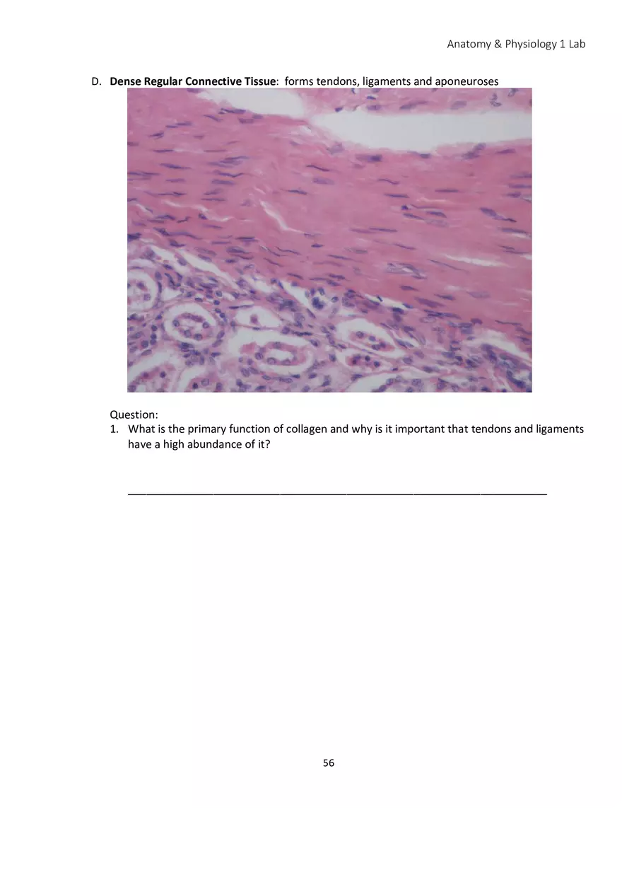 Lab 4 Histology - Page 6