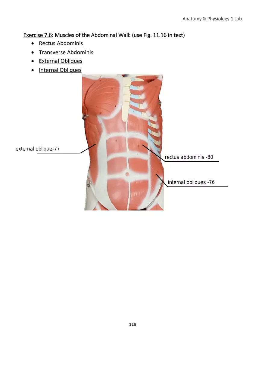 Lab 7 Muscular System Axial Muscles - Page 7