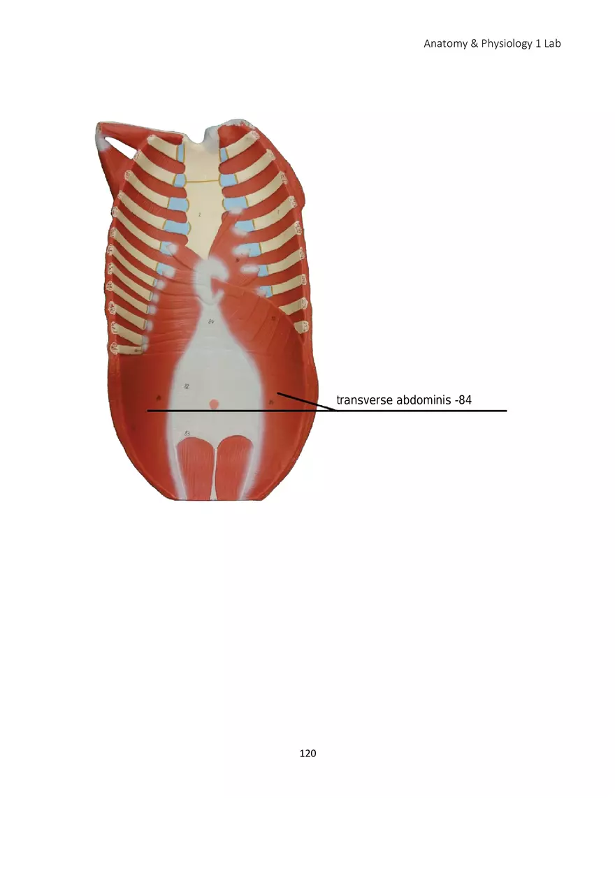 Lab 7 Muscular System Axial Muscles - Page 8