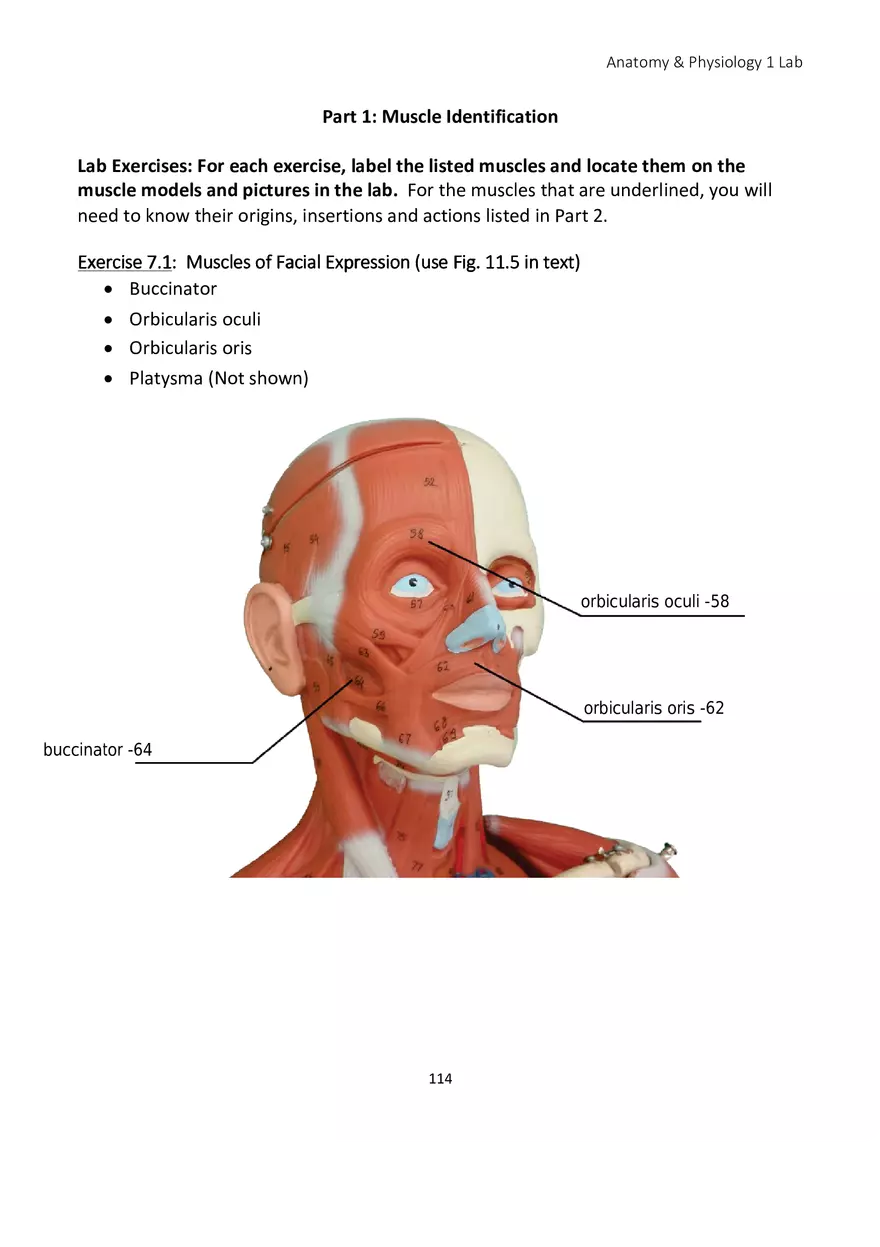 Lab 7 Muscular System Axial Muscles - Page 2