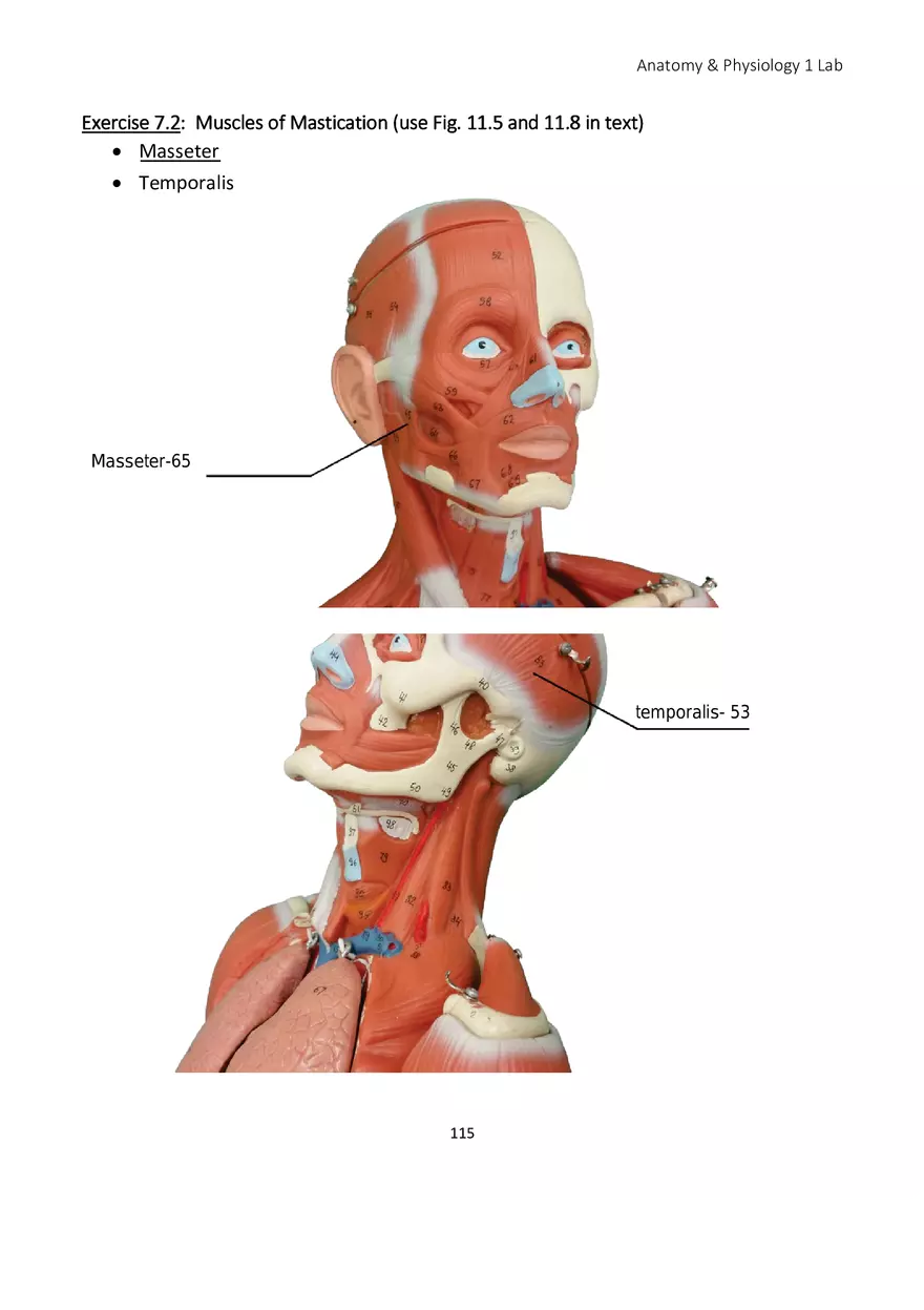 Lab 7 Muscular System Axial Muscles - Page 3