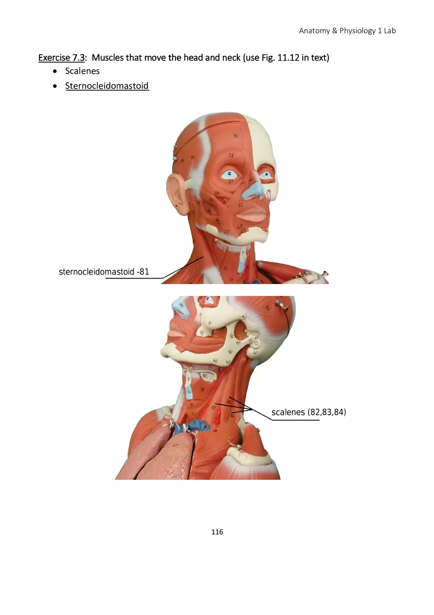 Lab 7 Muscular System Axial Muscles - Page 4