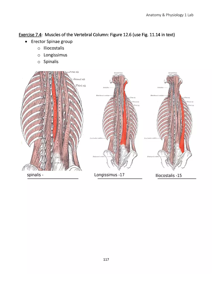 Lab 7 Muscular System Axial Muscles - Page 5