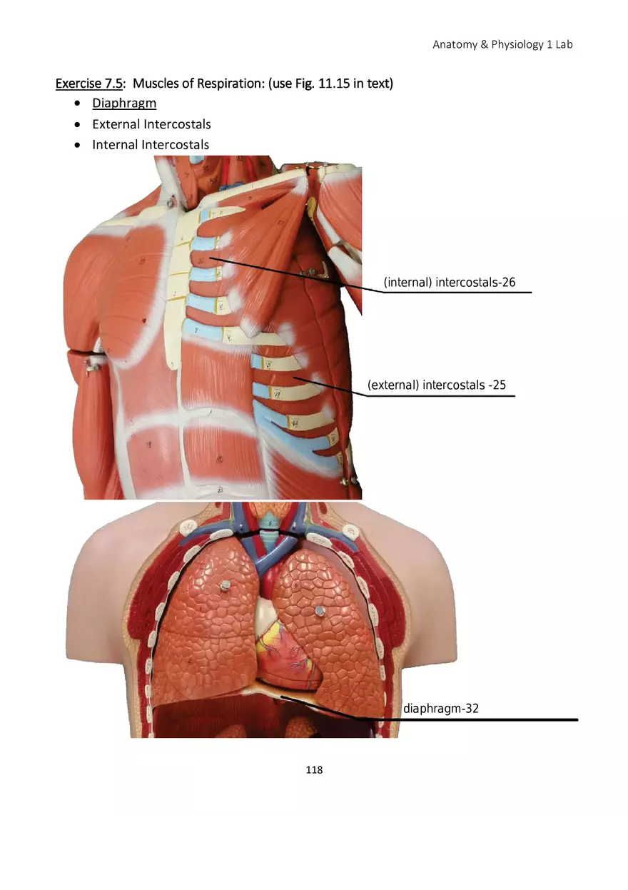 Lab 7 Muscular System Axial Muscles - Page 6