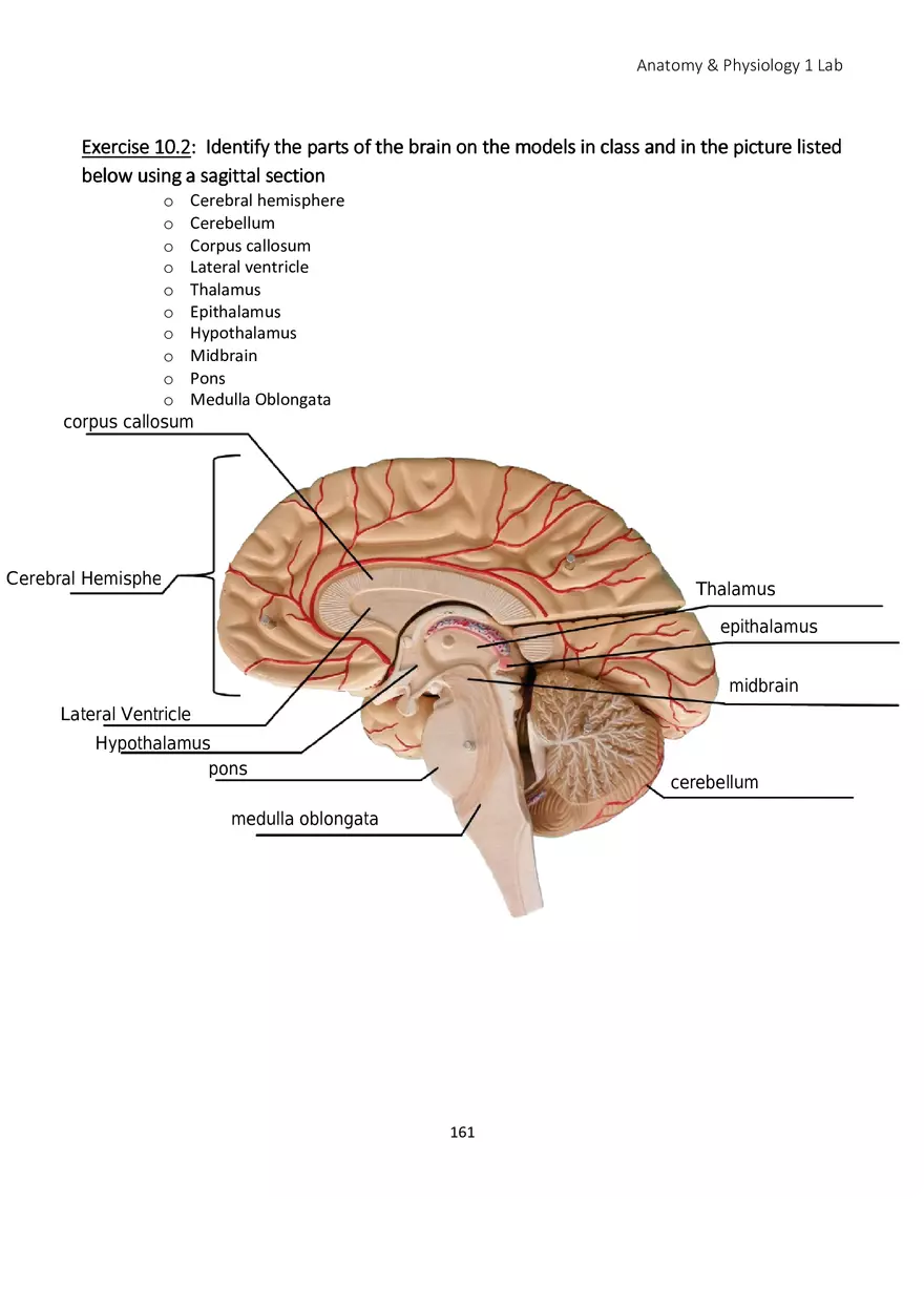 Lab 10 Nervous System Brain and Spinal Cord - Page 7