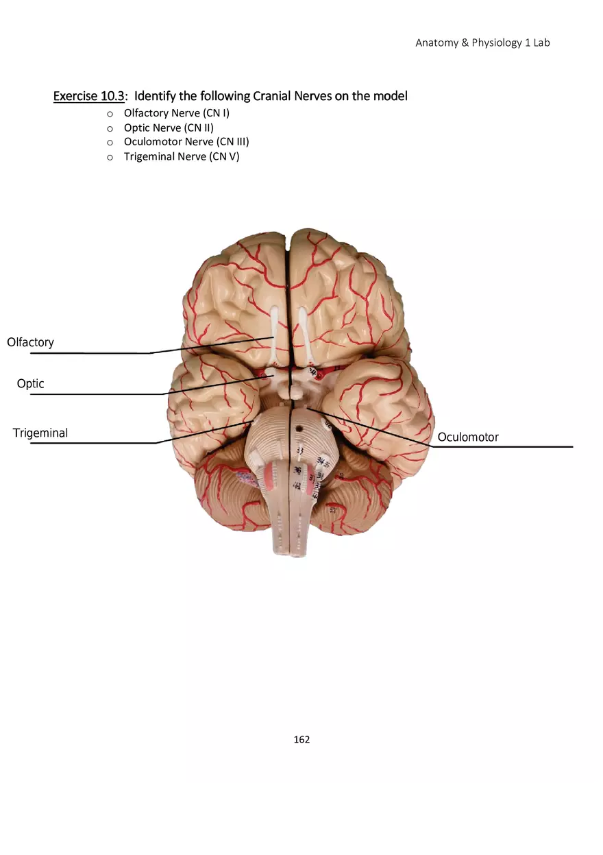 Lab 10 Nervous System Brain and Spinal Cord - Page 8