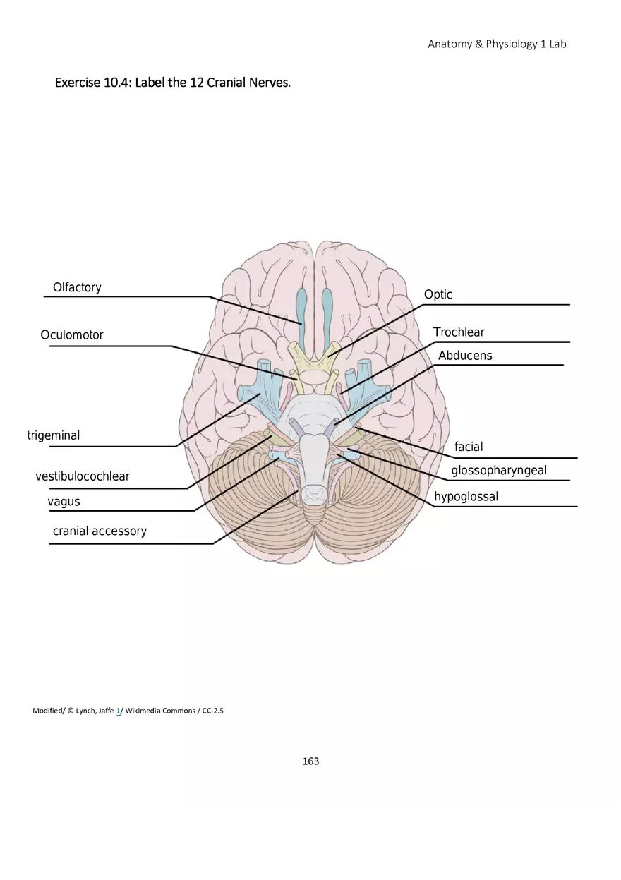 Lab 10 Nervous System Brain and Spinal Cord - Page 9