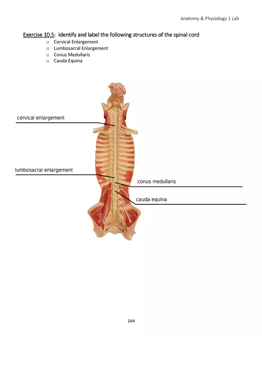 Lab 10 Nervous System Brain and Spinal Cord - Page 10