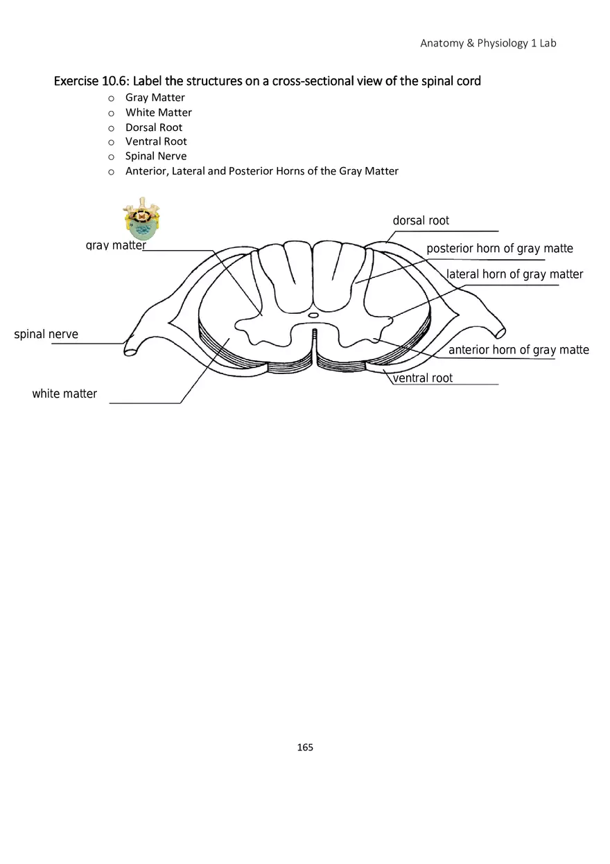Lab 10 Nervous System Brain and Spinal Cord - Page 11