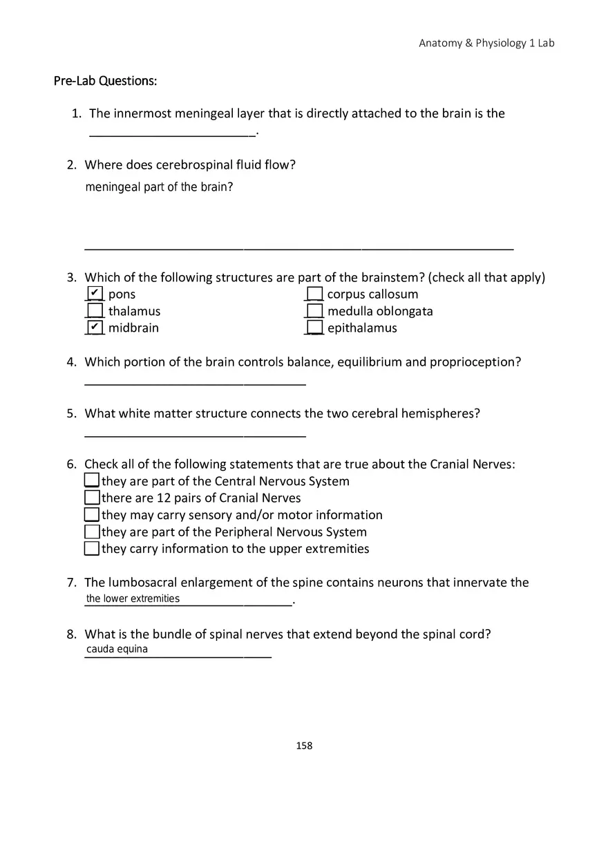 Lab 10 Nervous System Brain and Spinal Cord - Page 2