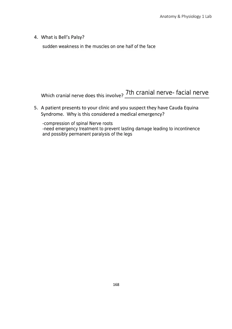 Lab 10 Nervous System Brain and Spinal Cord - Page 4