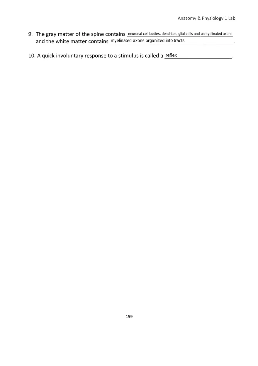 Lab 10 Nervous System Brain and Spinal Cord - Page 5