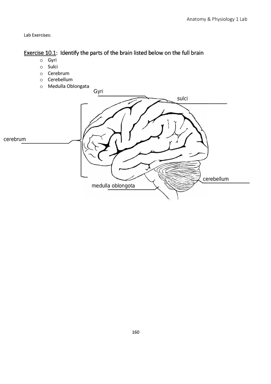 Lab 10 Nervous System Brain and Spinal Cord - Page 6