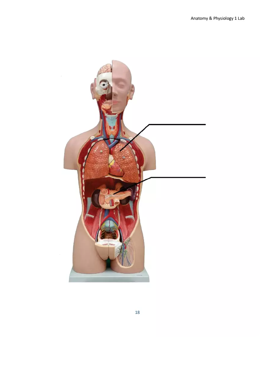 Lab 1 Body Plan and Homeostasis - Page 7