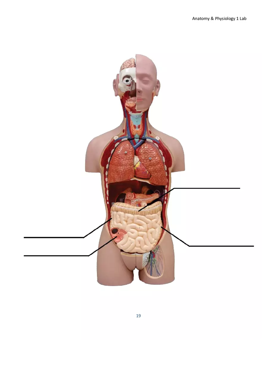Lab 1 Body Plan and Homeostasis - Page 8