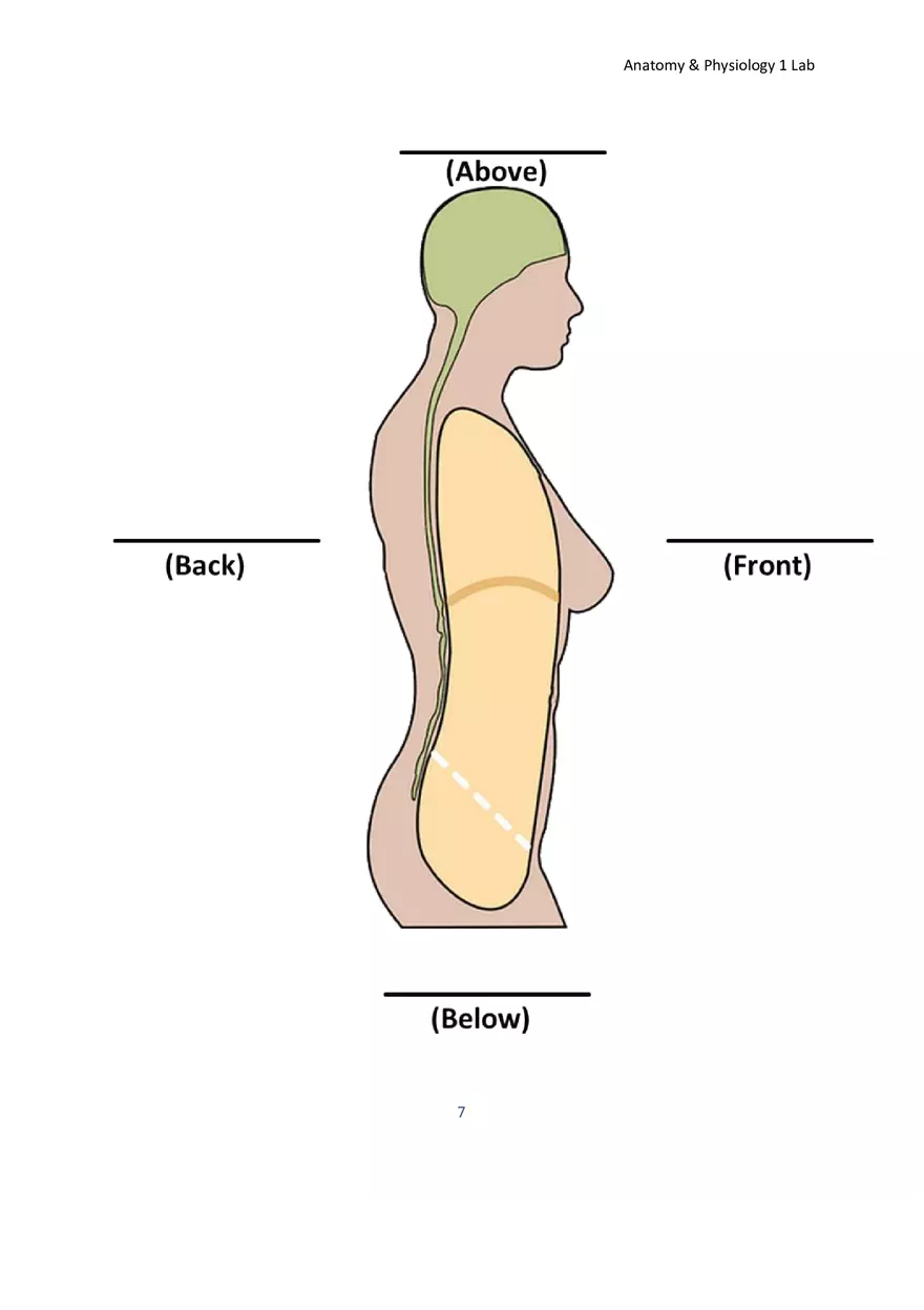 Lab 1 Body Plan and Homeostasis - Page 13