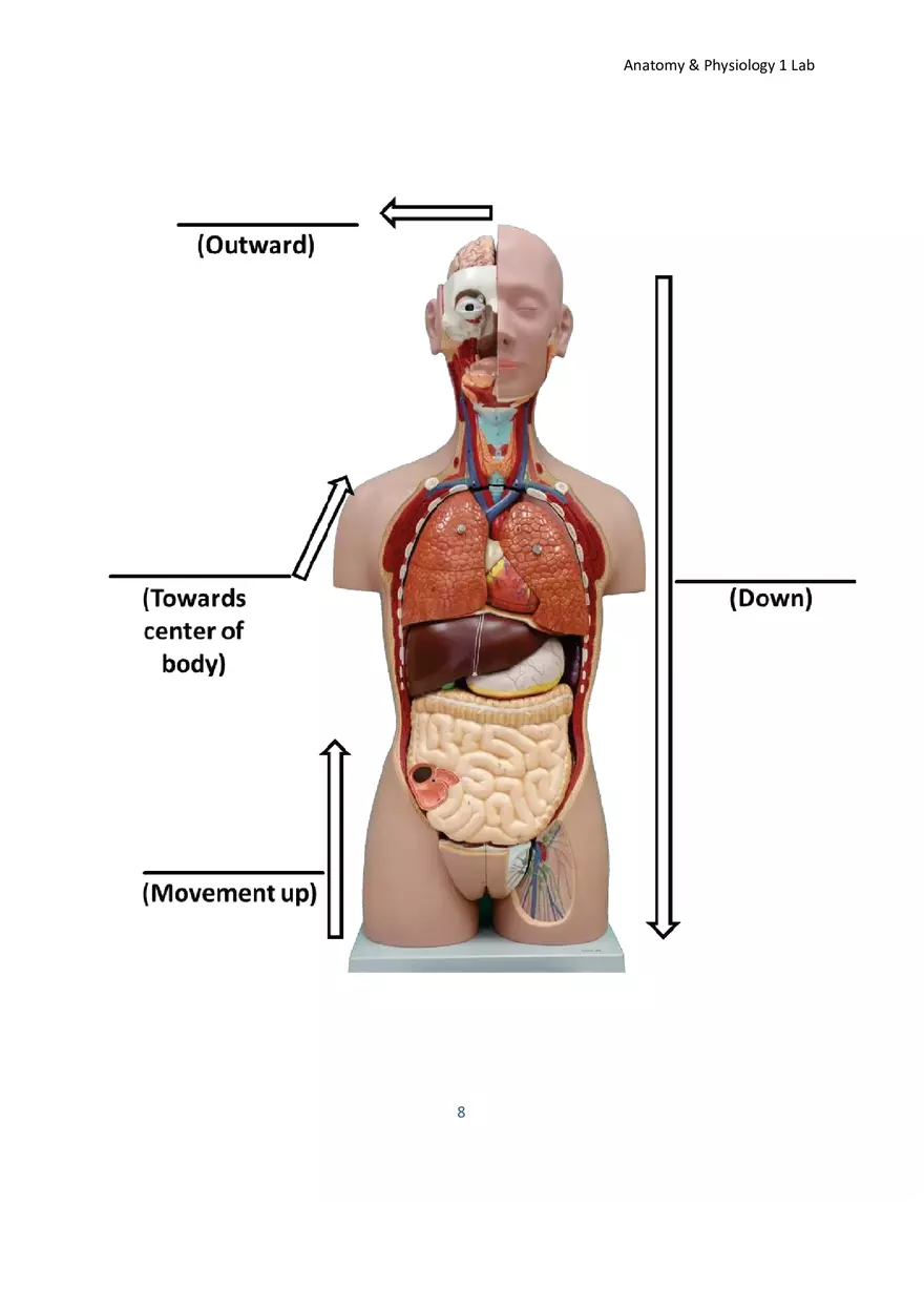 Lab 1 Body Plan and Homeostasis - Page 14